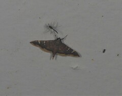 Prophantis
