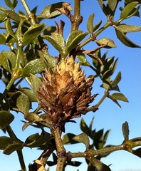 Asphondylia rosetta