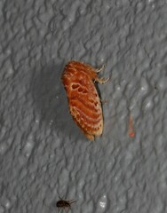 Pseudanapaea denotata