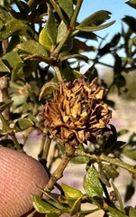 Asphondylia rosetta