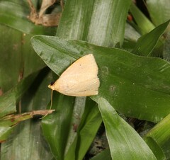 Rivula everta