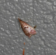 Syntonarcha iriastis