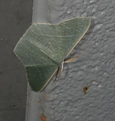 Thalassodes dorsilinea