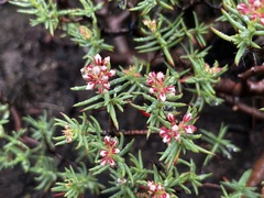 Crassula sarcocaulis