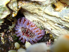 Phlyctenanthus australis