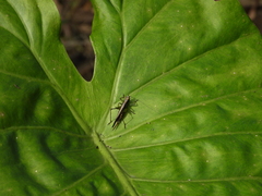 Conocephalus melaenus