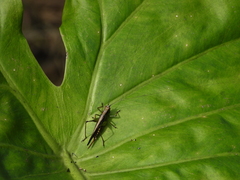 Conocephalus melaenus