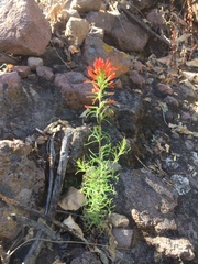 Castilleja bryantii