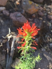 Castilleja bryantii