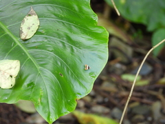 Choreutis xanthogramma
