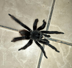 Proshapalopus amazonicus