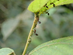 Crematogaster rogenhoferi
