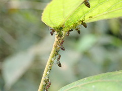 Crematogaster rogenhoferi