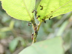 Crematogaster rogenhoferi