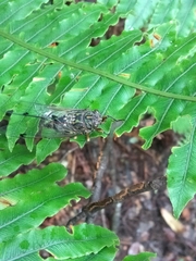 Amphipsalta cingulata