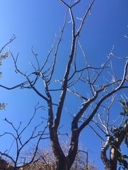 Erythrina flabelliformis