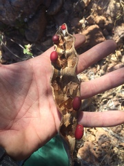 Erythrina flabelliformis