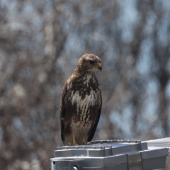 Buteo trizonatus