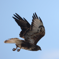 Buteo trizonatus