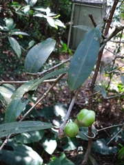 Ficus hispida