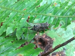 Amphipsalta cingulata