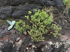 Crassula sarcocaulis