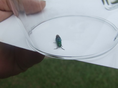 Chrysis lincea