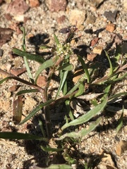 Lepidium nitidum