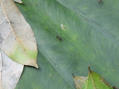 Teleopsis quadriguttata