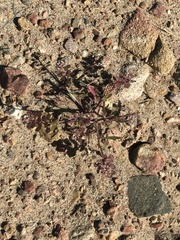 Lepidium nitidum