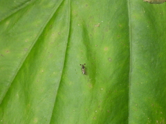 Teleopsis quadriguttata