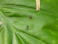 Teleopsis quadriguttata