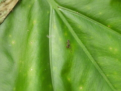 Teleopsis quadriguttata