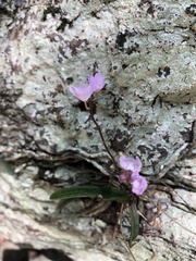 Sarcochilus ceciliae