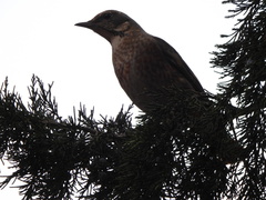 Turdus naumanni