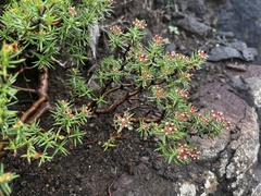 Crassula sarcocaulis