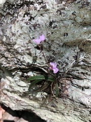 Sarcochilus ceciliae