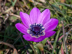 Anemone