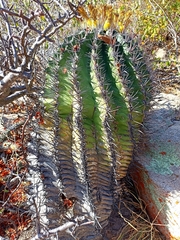 Ferocactus townsendianus