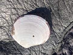 Semele rubropicta