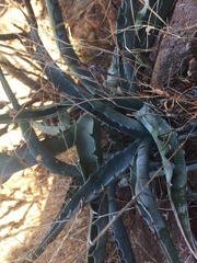 Agave sobria sobria