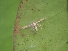 Pterophoroidea