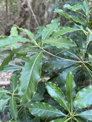 Pittosporum pentandrum