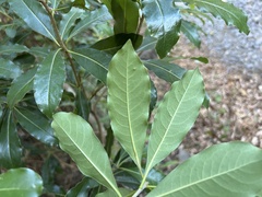 Pittosporum pentandrum