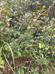 Elaeagnus glabra