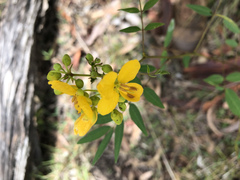 Senna sophera