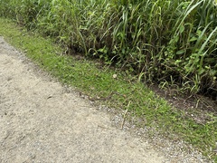 Dendrelaphis caudolineatus