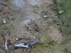 Gerris gracilicornis