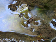 Gerris gracilicornis