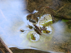 Gerris gracilicornis